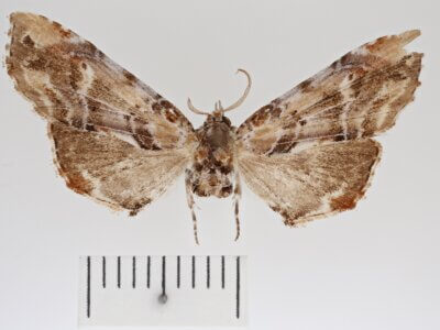 dorsal view of adult Marathyssa basalis