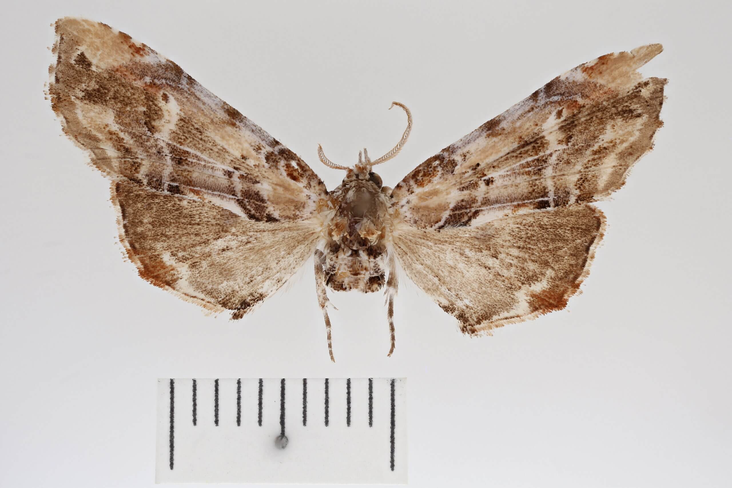 dorsal view of adult Marathyssa basalis