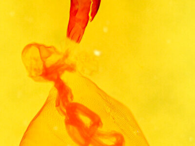 genitalia view of adult Marathyssa basalis