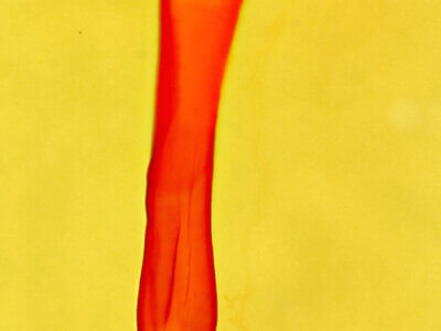 genitalia view of adult Marathyssa minus