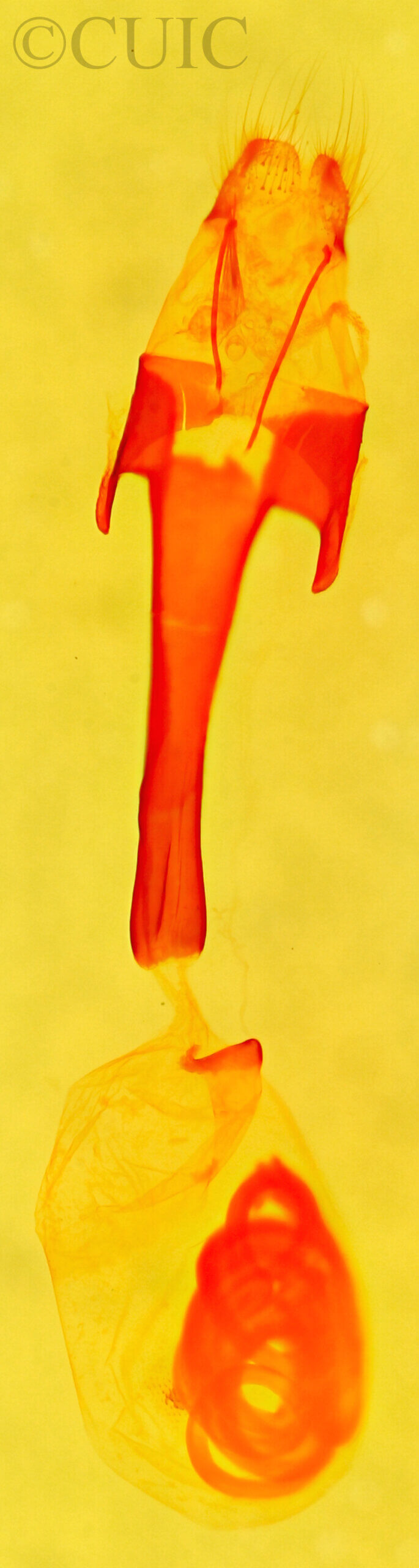 genitalia view of adult Marathyssa minus