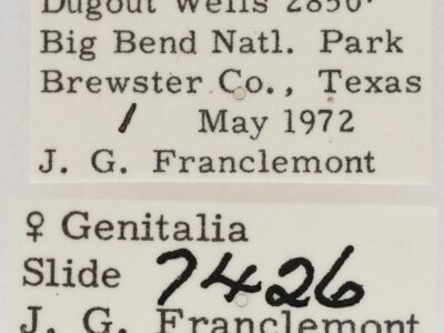 label view of adult Marathyssa minus