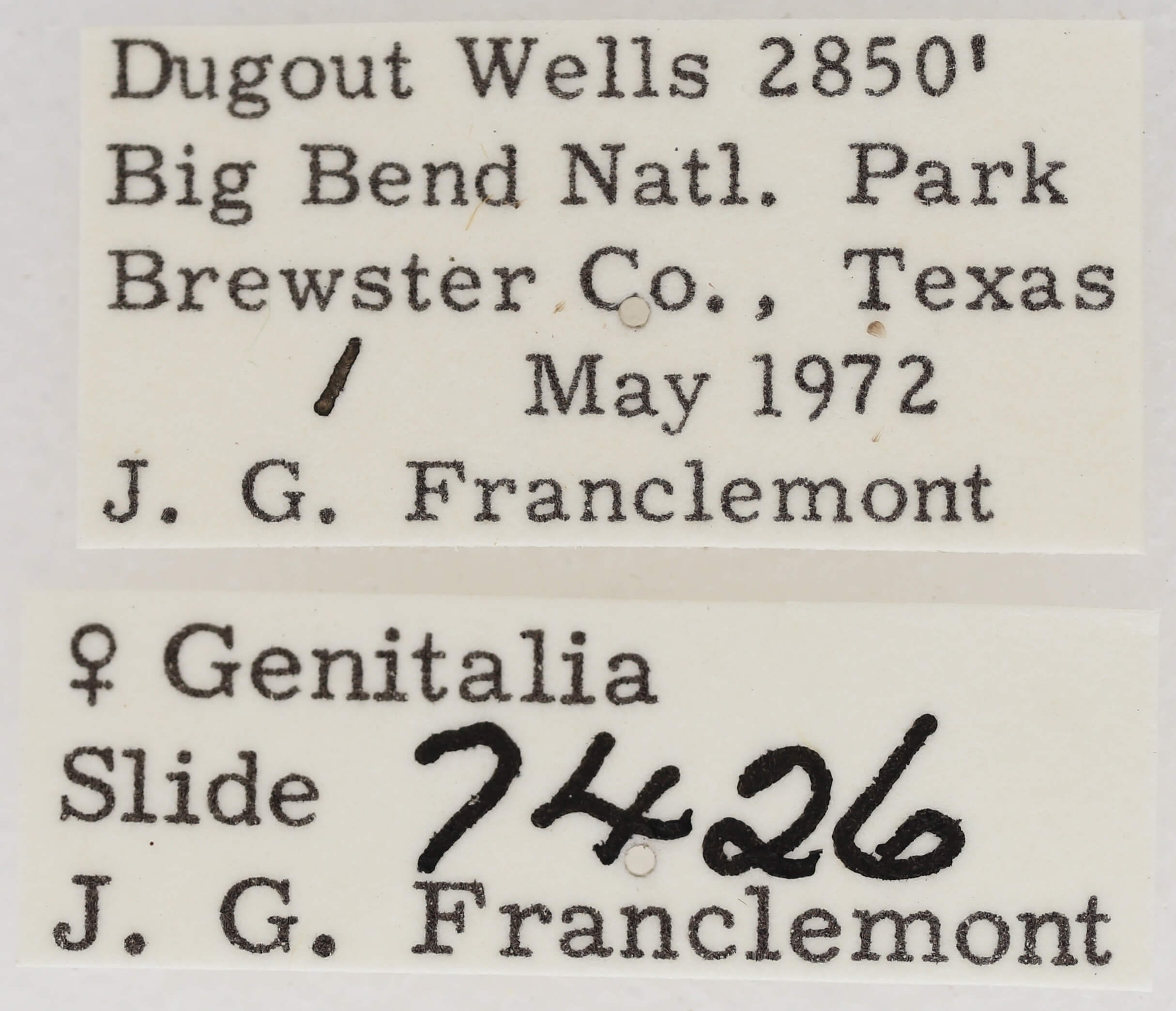 label view of adult Marathyssa minus