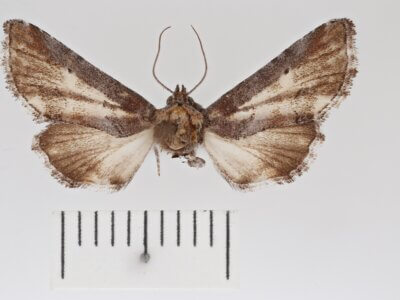 dorsal view of adult Marathyssa minus