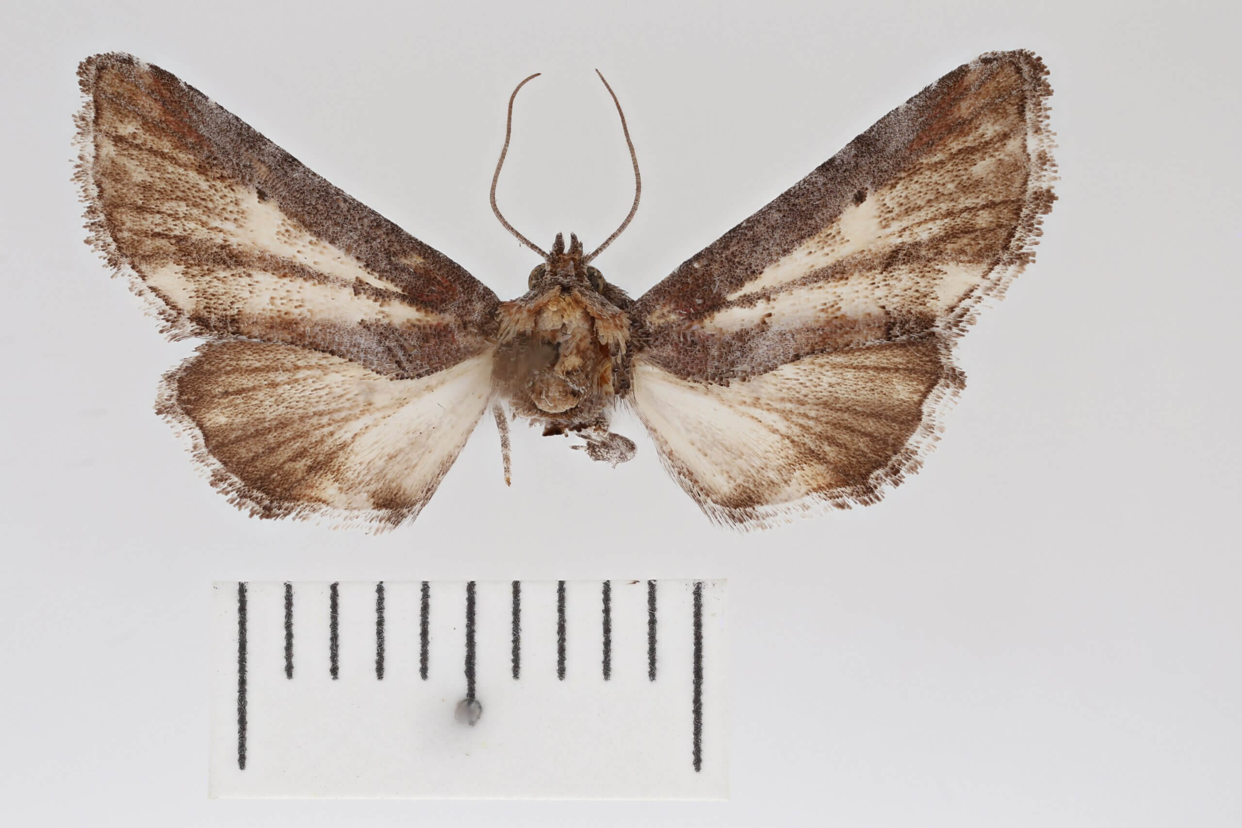 dorsal view of adult Marathyssa minus