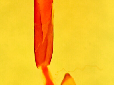 genitalia view of adult Marathyssa minus