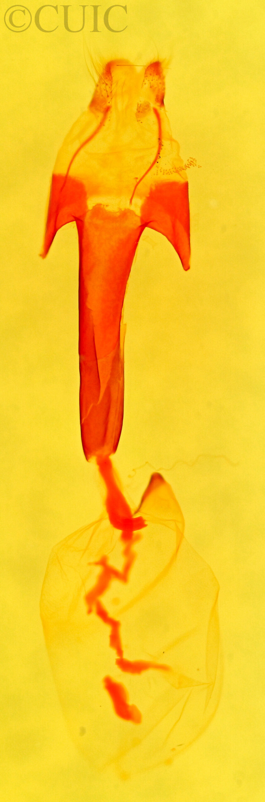 genitalia view of adult Marathyssa minus