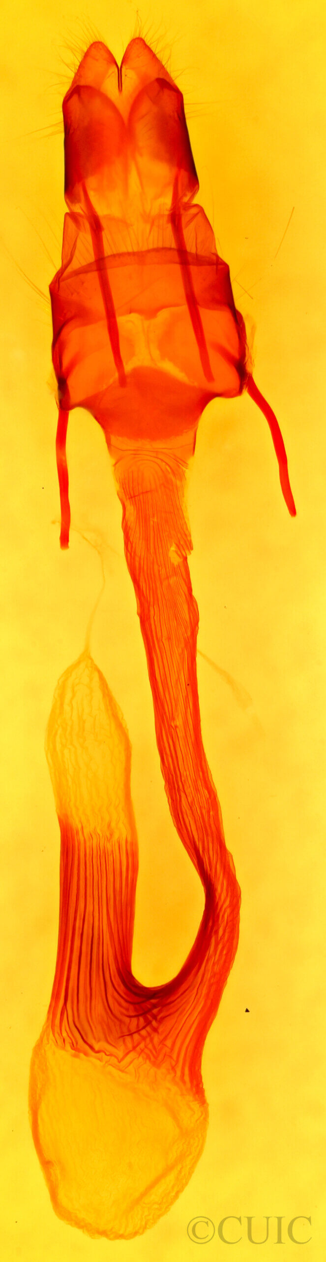 genitalia view of adult Leucania sp.