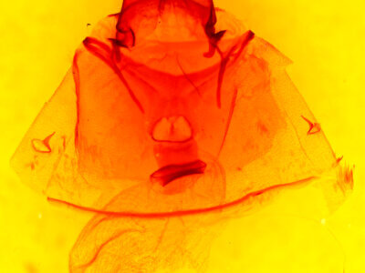 genitalia view of adult Pseudohemihyalea labecula