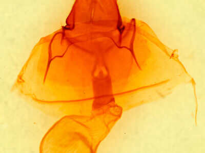 genitalia view of adult Pseudohemihyalea labecula