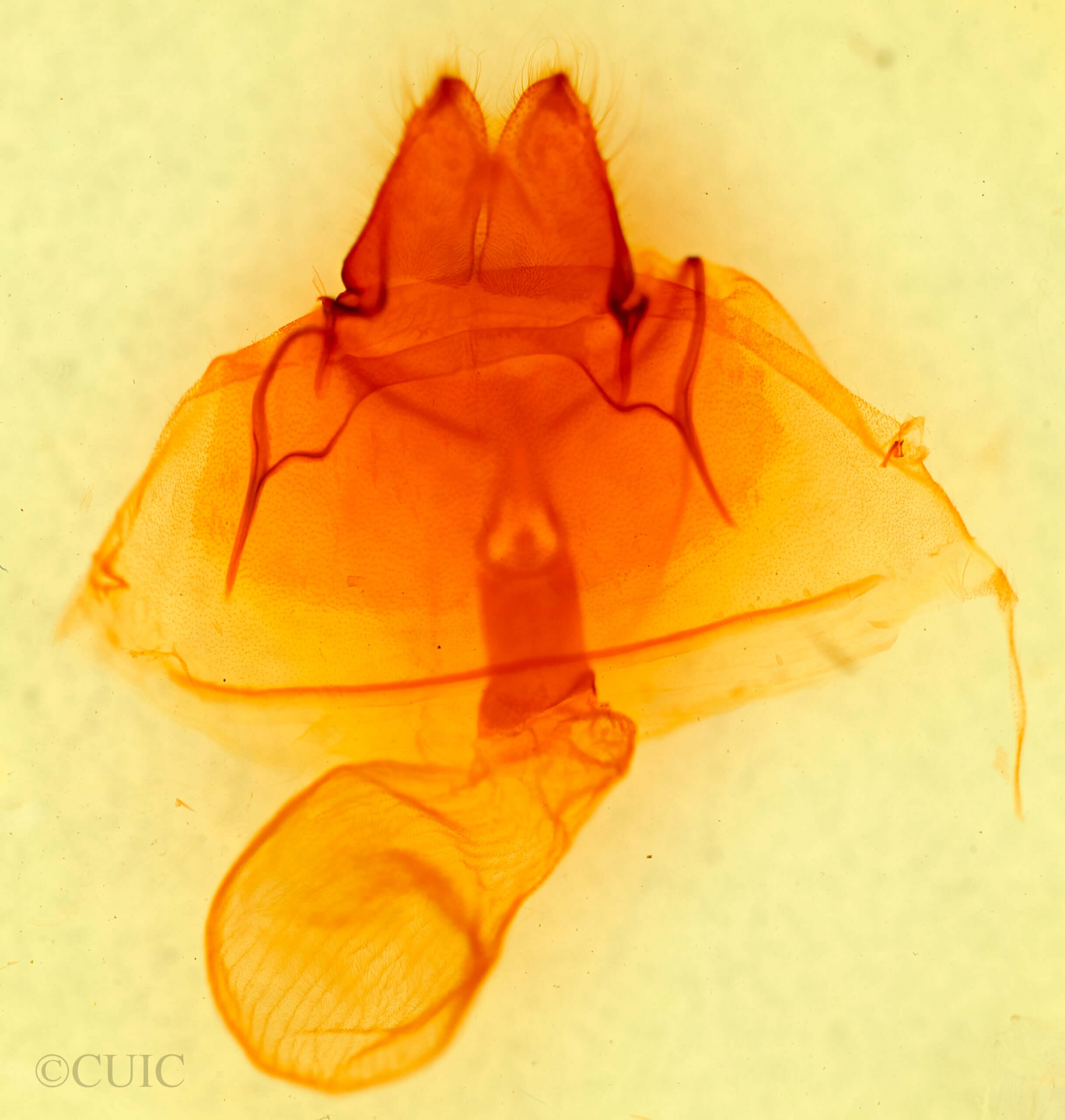 genitalia view of adult Pseudohemihyalea labecula