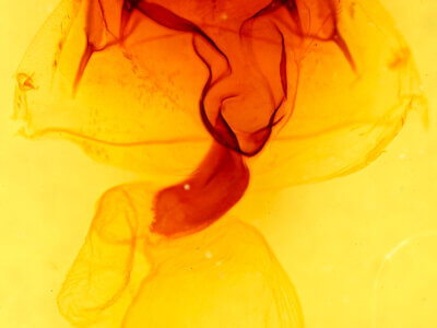 genitalia view of adult Pseudohemihyalea splendens