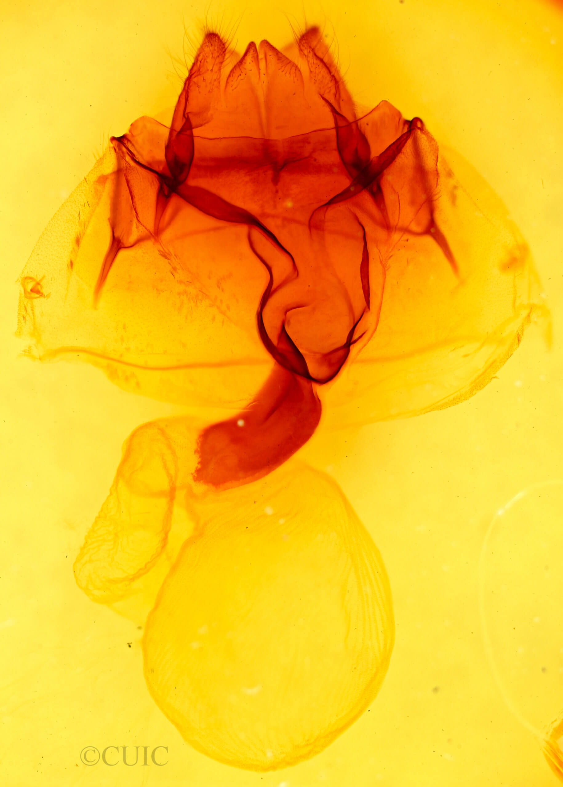 genitalia view of adult Pseudohemihyalea splendens