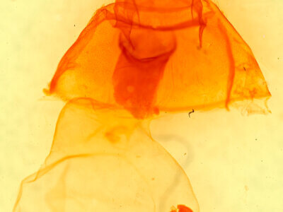 genitalia view of adult Amastus cornea