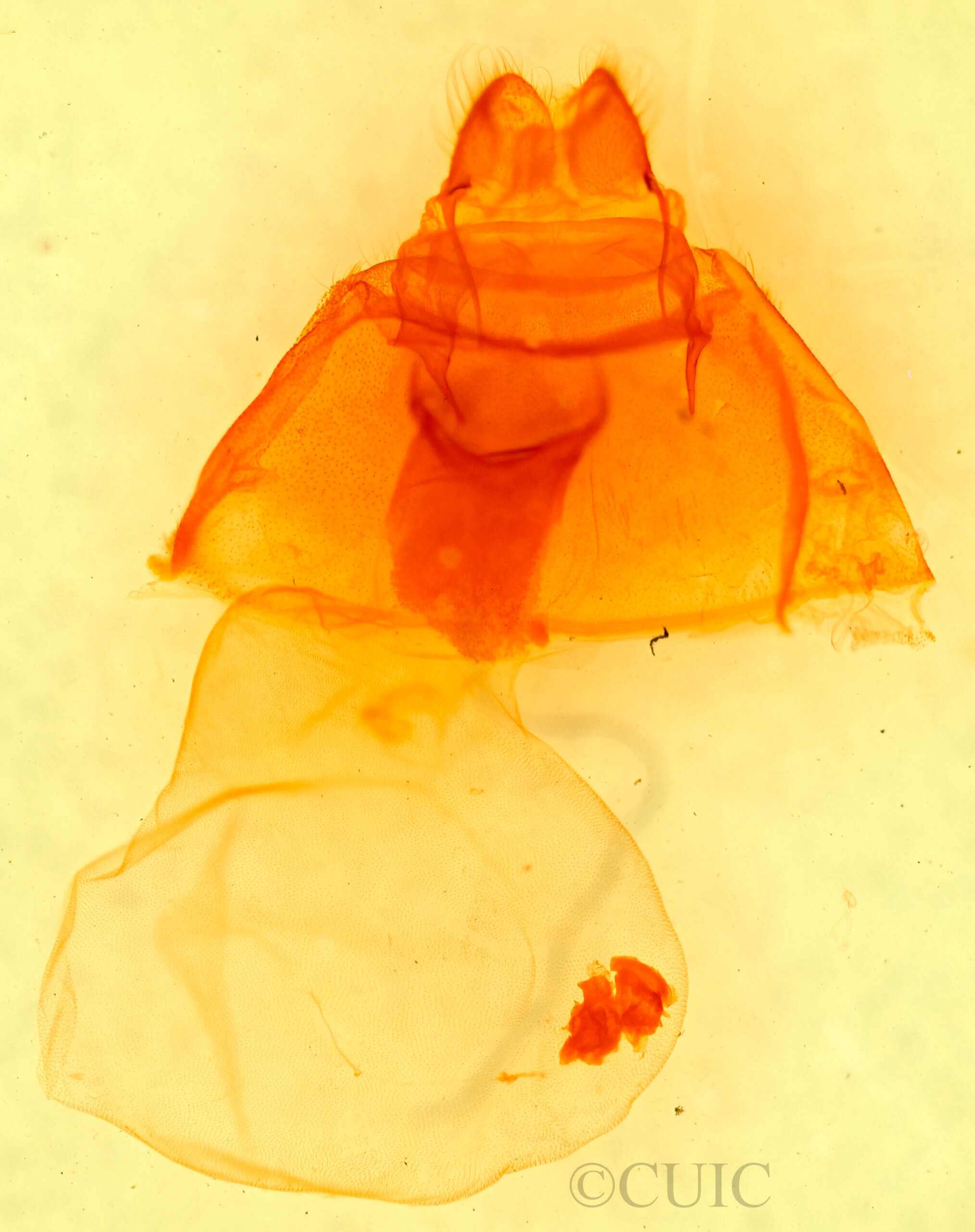 genitalia view of adult Amastus cornea