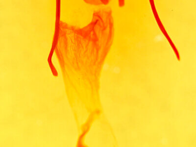 genitalia view of adult Eremobina claudens