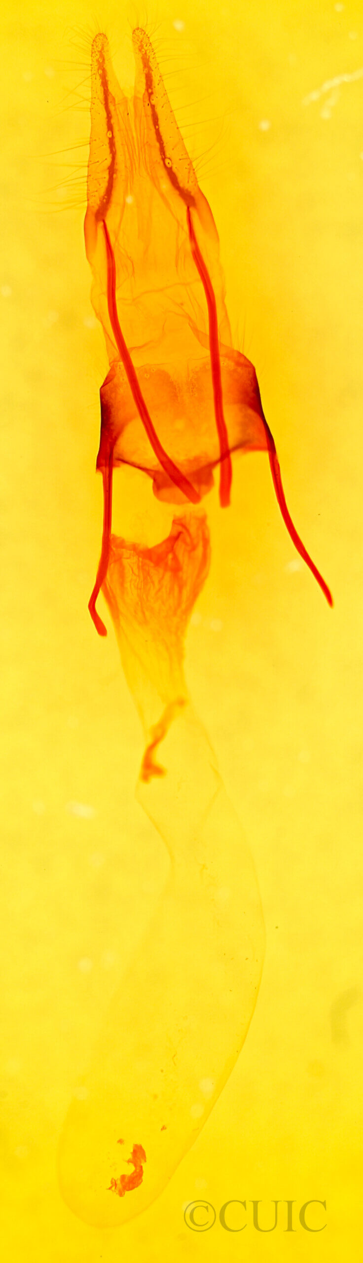 genitalia view of adult Eremobina claudens
