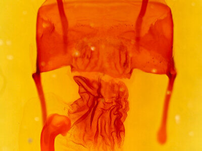 genitalia view of adult Franclemontia interrogans