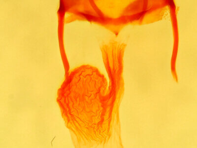 genitalia view of adult Photedes captiuncula