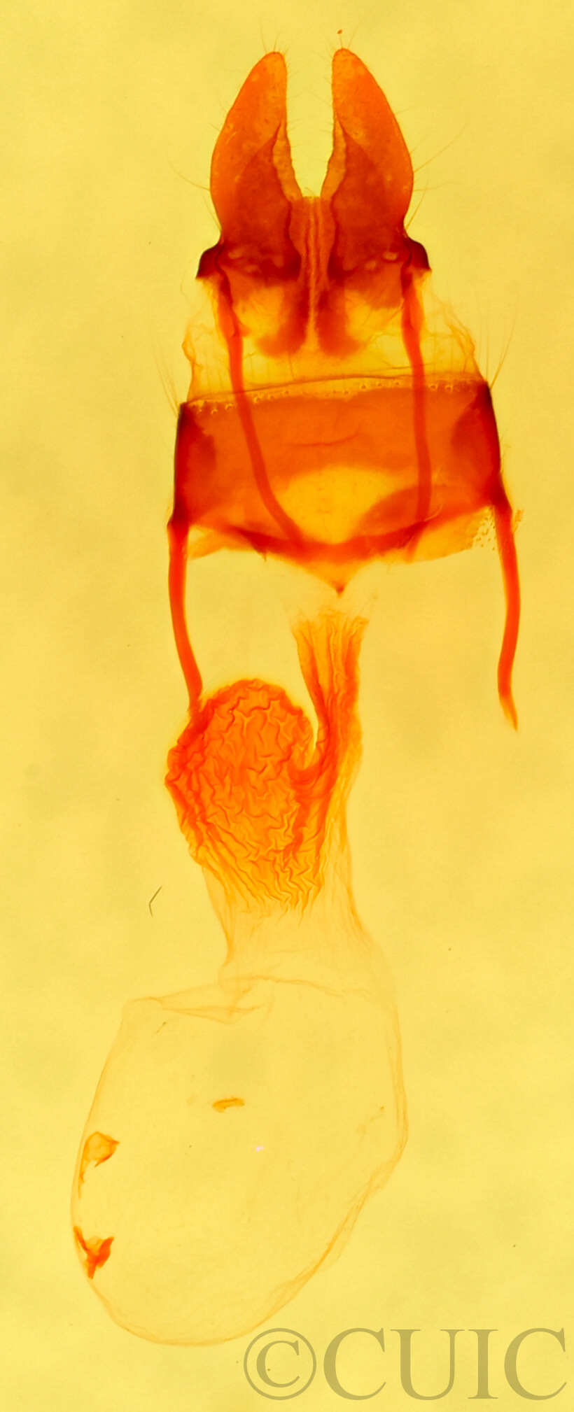 genitalia view of adult Photedes captiuncula