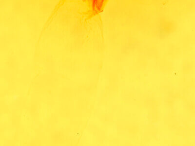 genitalia view of adult Eremobia ochroleuca