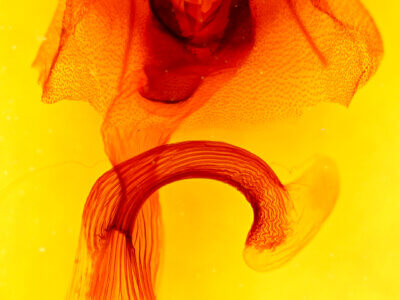 genitalia view of adult Leucania dorsalis