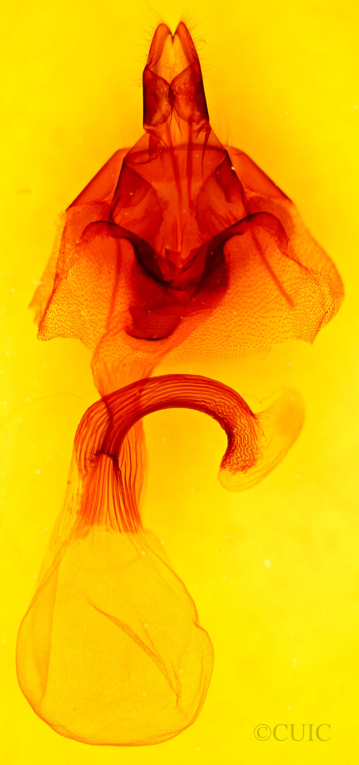 genitalia view of adult Leucania dorsalis