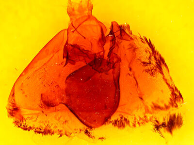 genitalia view of adult Apantesis sp.