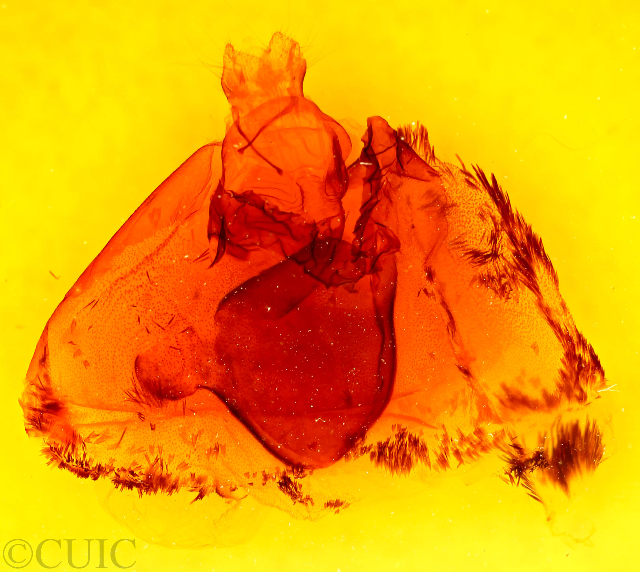 genitalia view of adult Apantesis sp.
