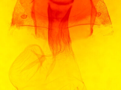 genitalia view of adult Xestia oblata