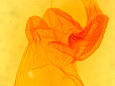 genitalia view of adult Eupsilia sidus