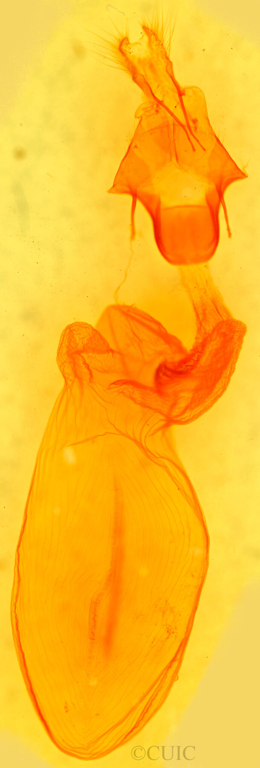 genitalia view of adult Eupsilia sidus