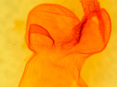 genitalia view of adult Eupsilia sidus