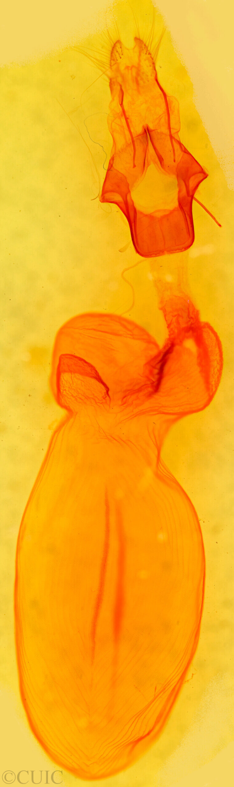 genitalia view of adult Eupsilia sidus