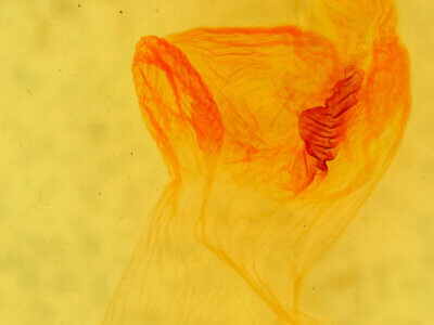 genitalia view of adult Eupsilia sidus