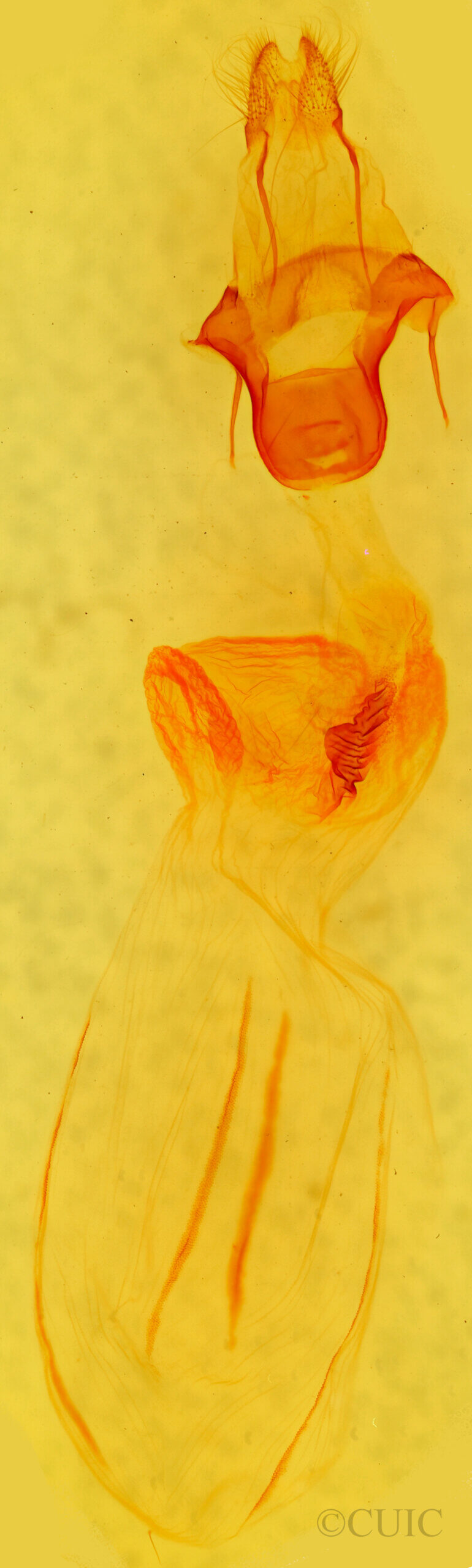 genitalia view of adult Eupsilia sidus