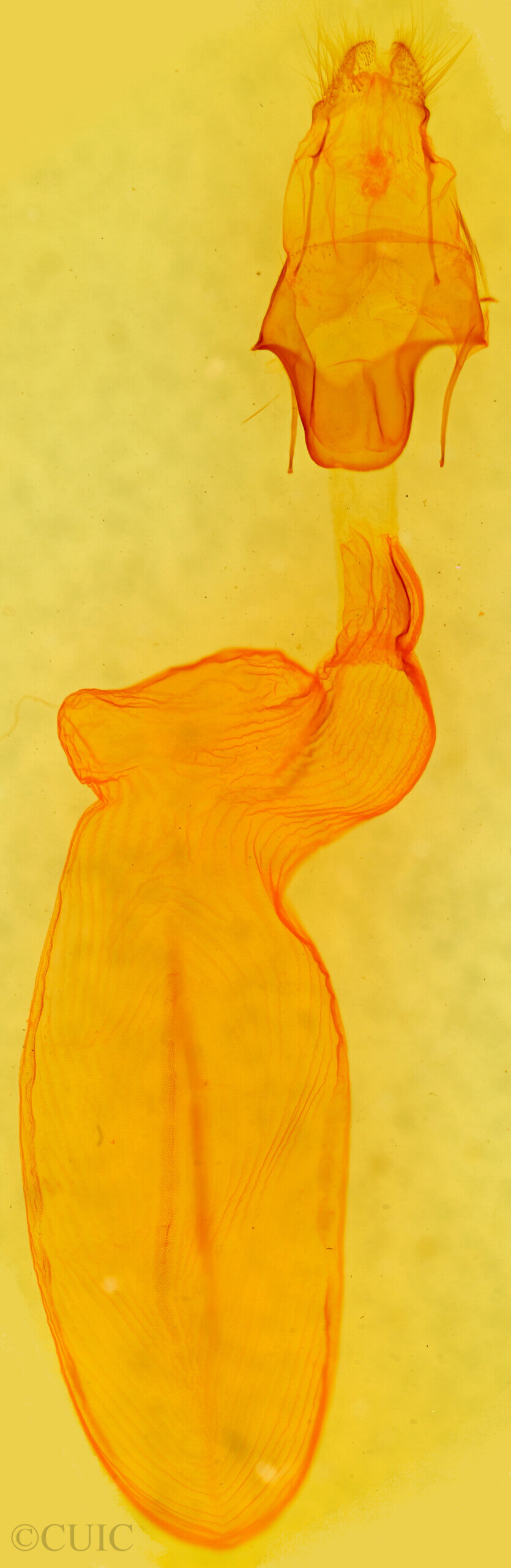 genitalia view of adult Eupsilia vinulenta