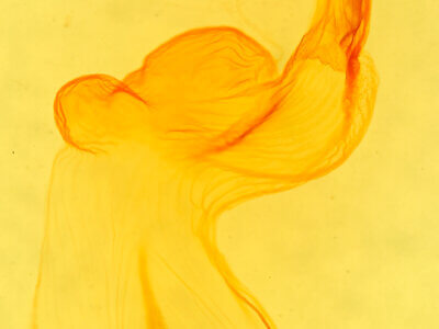 genitalia view of adult Eupsilia vinulenta