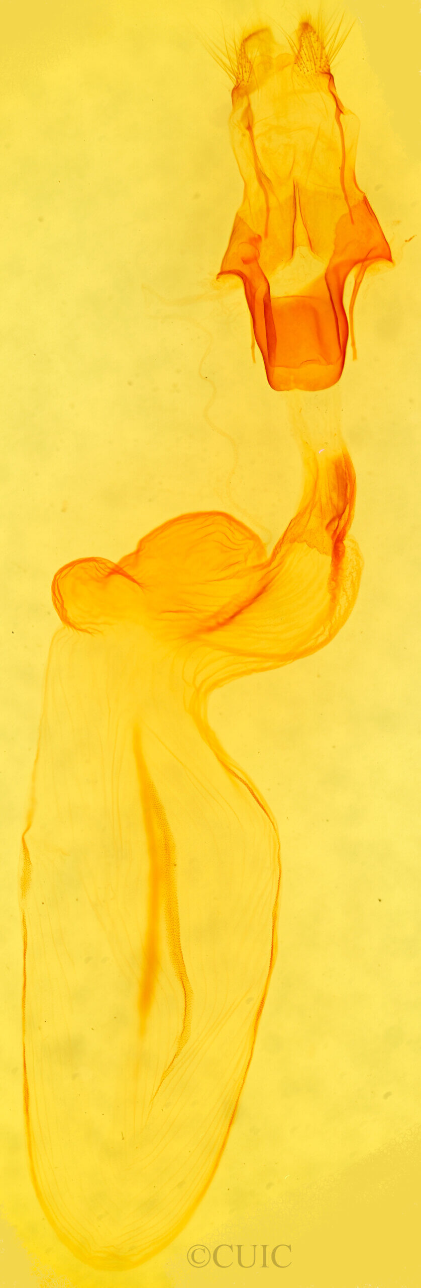 genitalia view of adult Eupsilia vinulenta