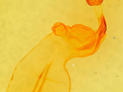 genitalia view of adult Eupsilia vinulenta