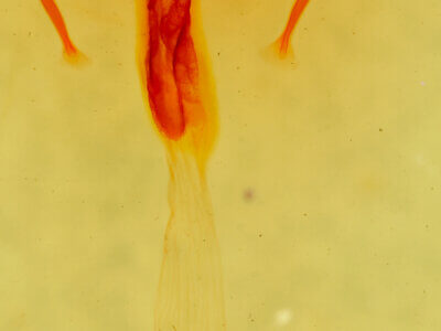 genitalia view of adult Mammifrontia sp.