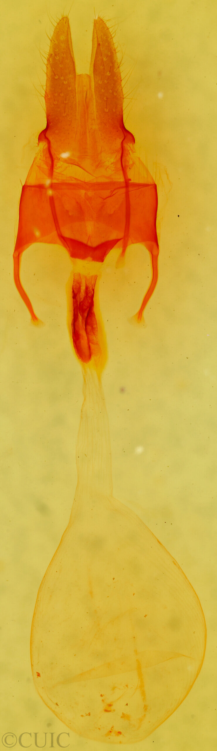 genitalia view of adult Mammifrontia sp.