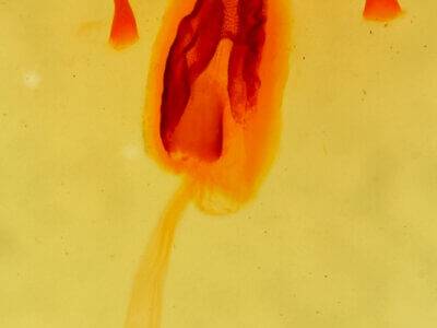 genitalia view of adult Mammifrontia rileyi