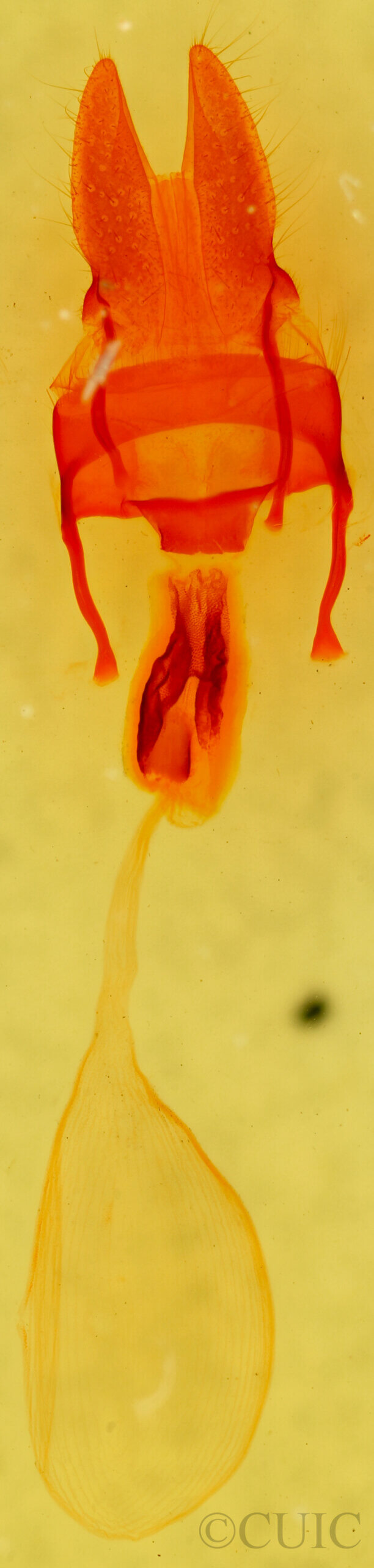 genitalia view of adult Mammifrontia rileyi