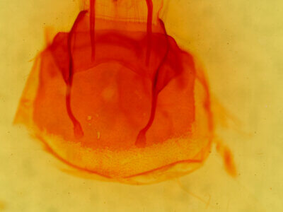 genitalia view of adult Chortodes pygmina