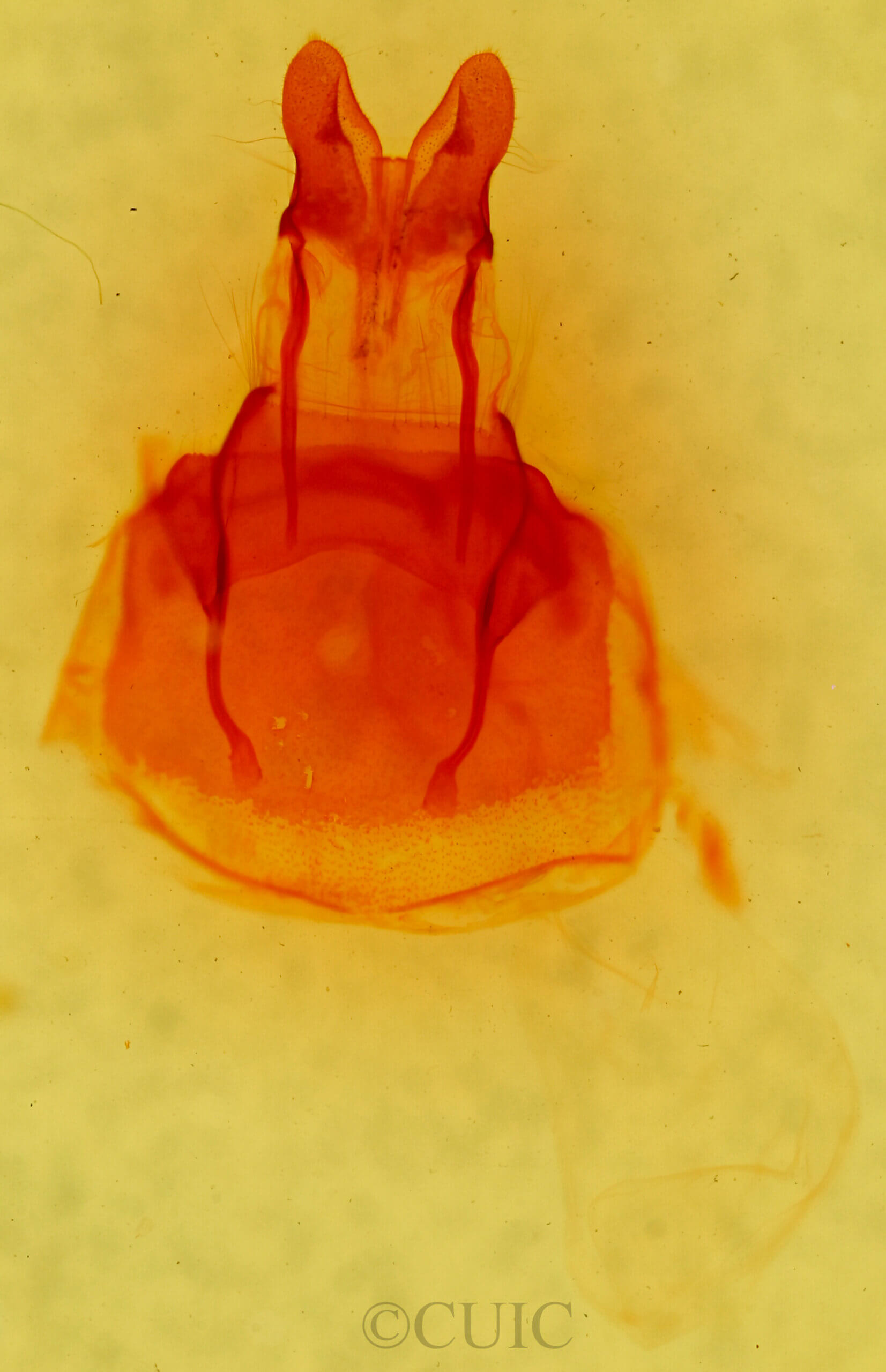 genitalia view of adult Chortodes pygmina