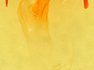 genitalia view of adult Protarchanara brevilinea