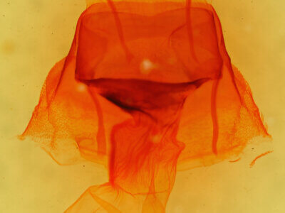 genitalia view of adult Arenostola phragmitidis