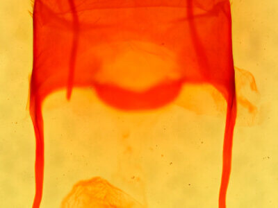 genitalia view of adult Archanara geminipuncta