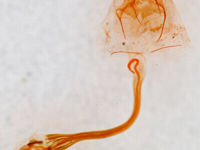 genitalia view of adult Bleptina inferior